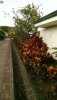 IMAG0176  --> Beautifully colored plants along a walkway at the  Doka Estate Coffee Plantation .